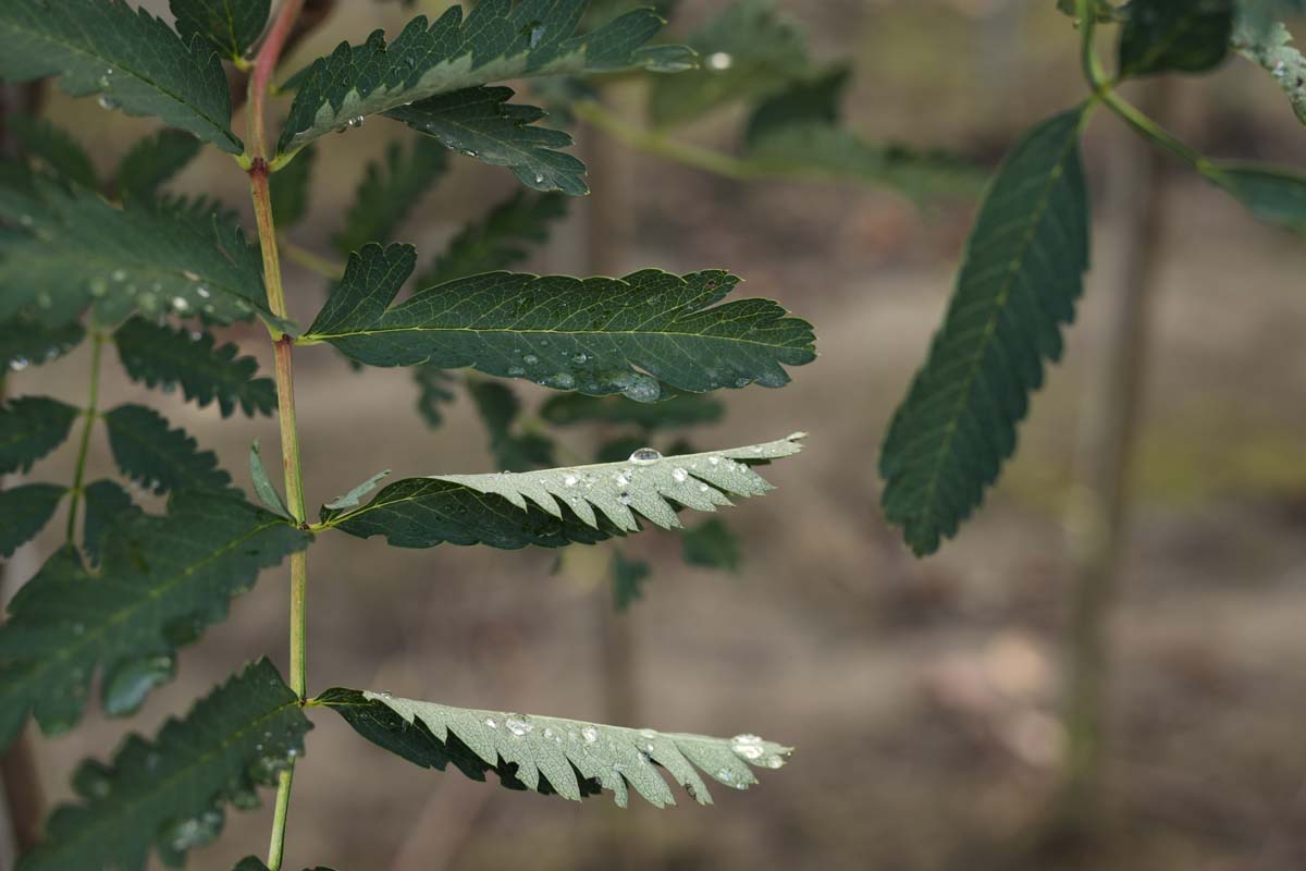 Sorbus aucuparia 'Aspleniifolia' op stam blad