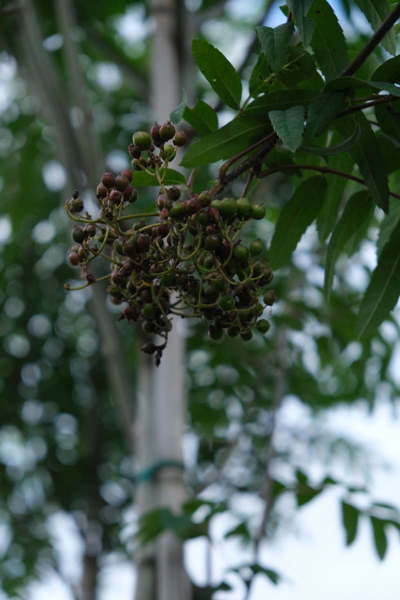 Sorbus aucuparia edulis Tuinplanten bes