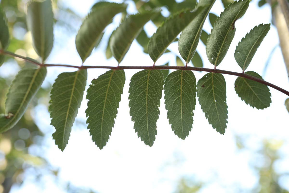 Sorbus aucuparia 'Michred' Tuinplanten blad