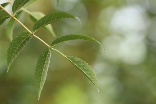 Sorbus cashmiriana haagplant blad