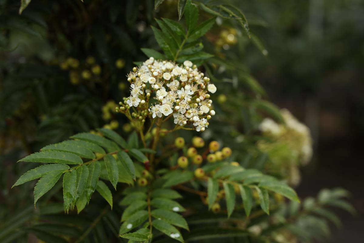 Sorbus 'Flanrock' op stam bloem