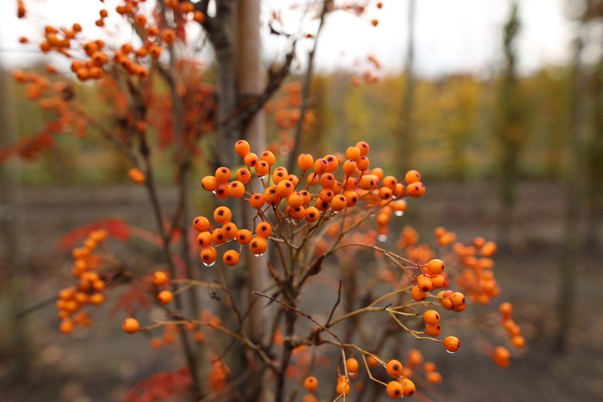 Sorbus 'Flanrock' op stam bes