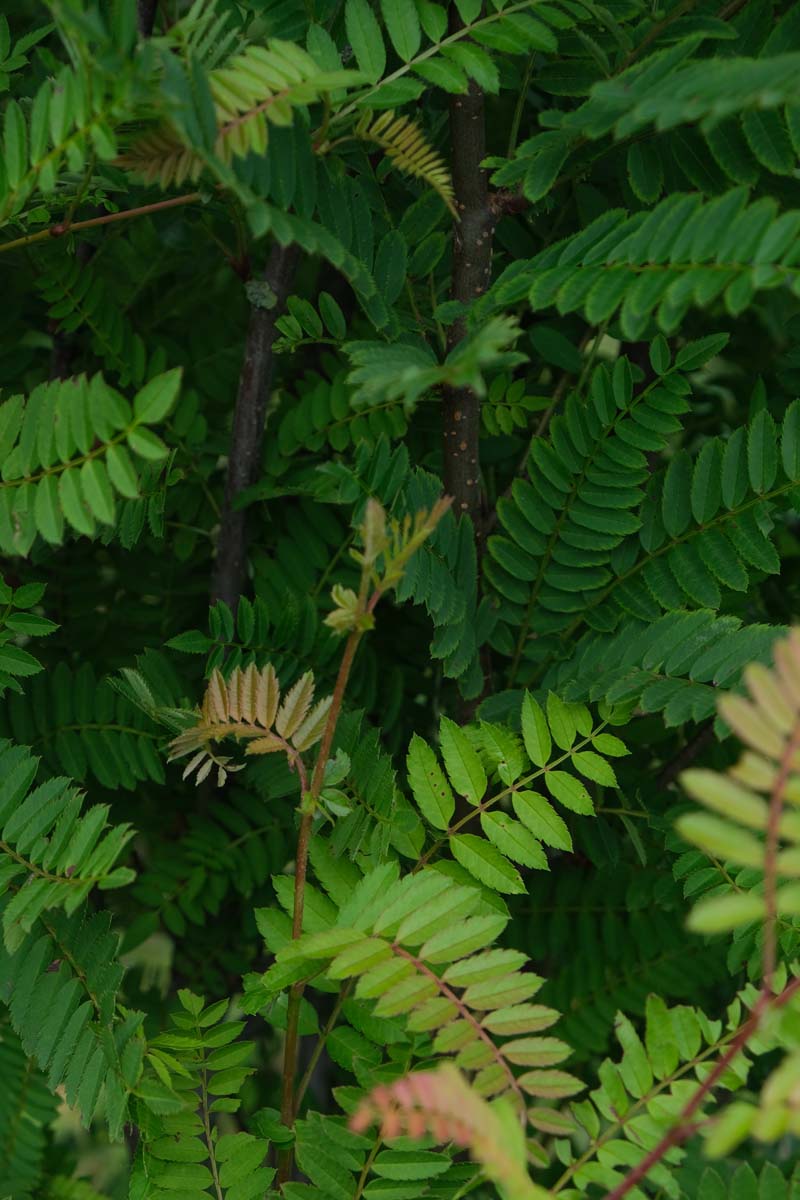 Sorbus frutescens albocarmesinae Tuinplanten blad