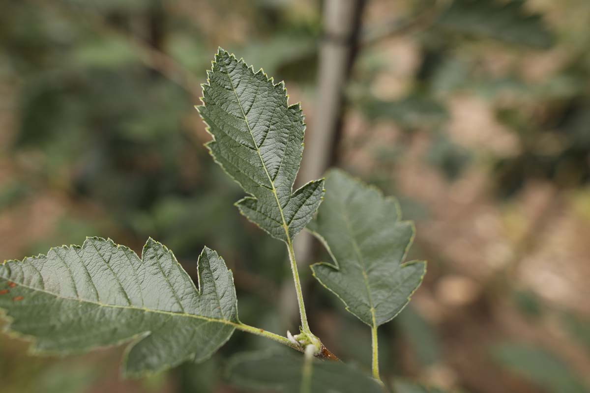 Sorbus intermedia 'Brouwers' Tuinplanten blad