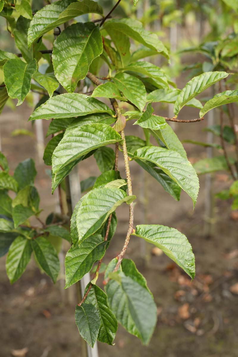 Sorbus keisslerii op stam blad