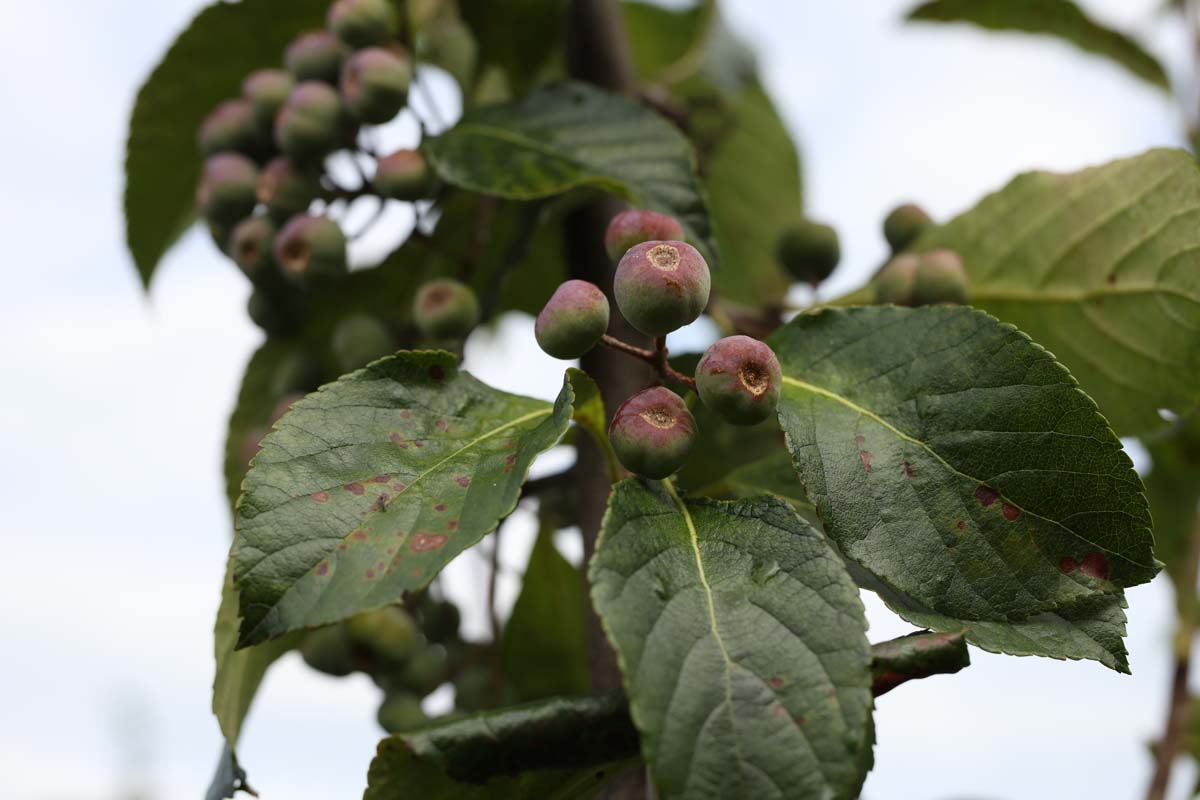 Sorbus keisslerii op stam bes