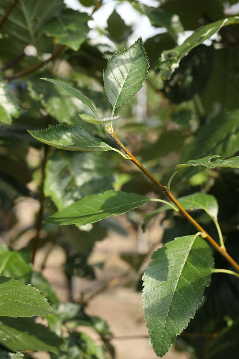 Sorbus latifolia 'Henk Vink' meerstammig / struik twijg