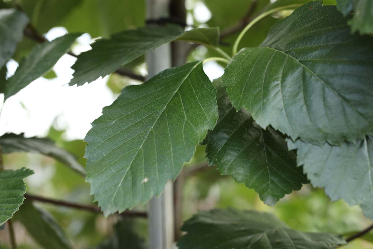 Sorbus latifolia 'Henk Vink' Tuinplanten blad