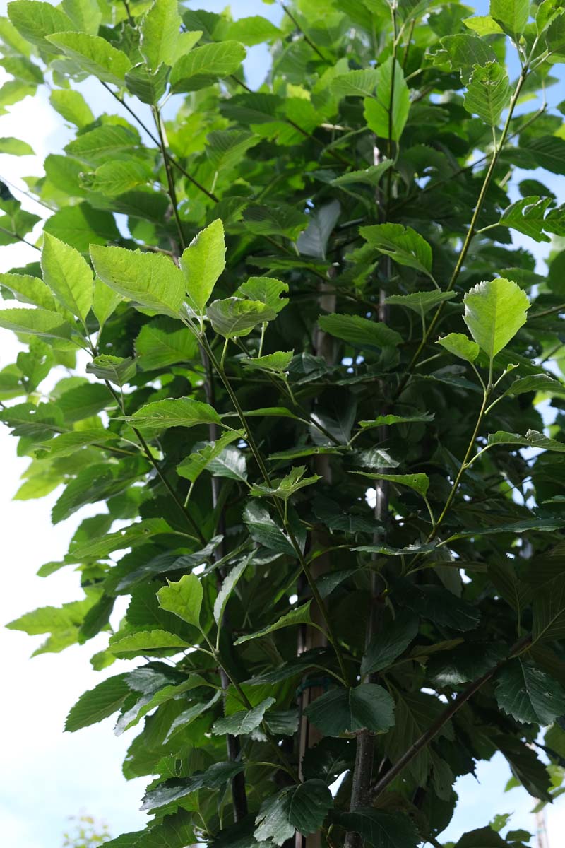Sorbus latifolia 'Henk Vink' meerstammig / struik