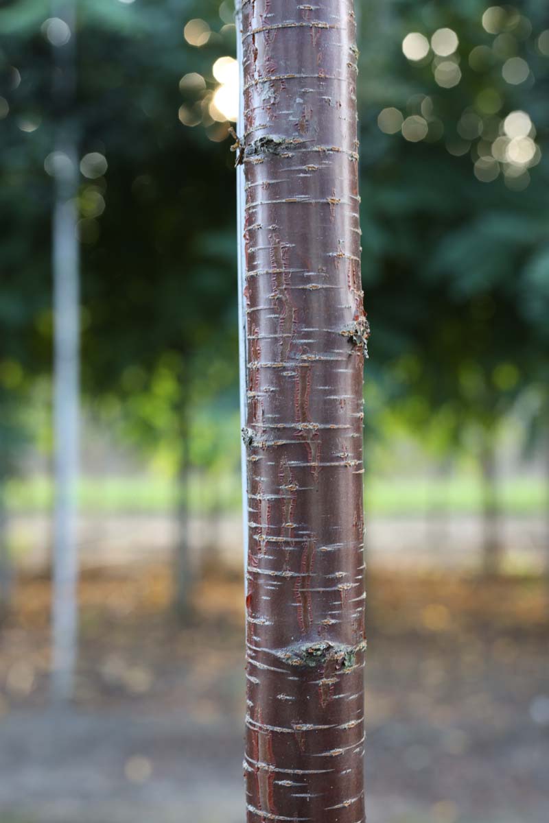 Sorbus 'Sunshine' Tuinplanten bast