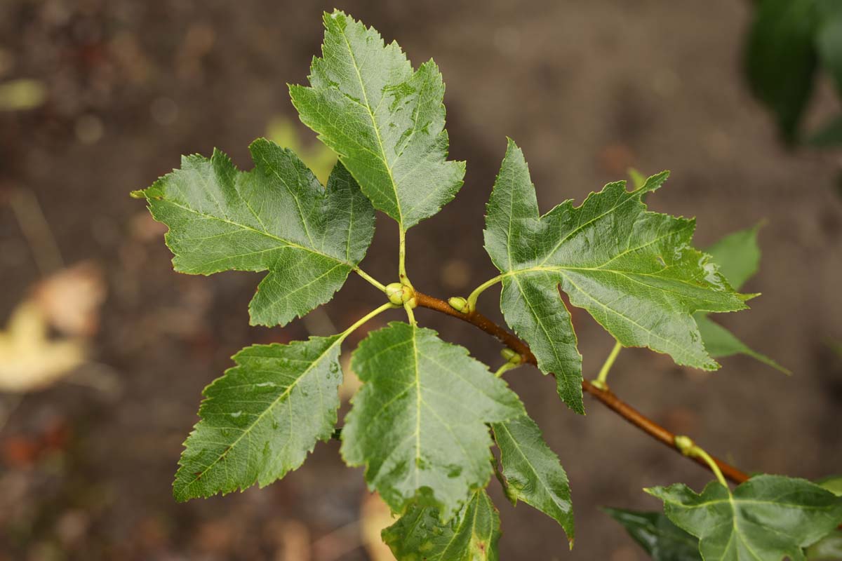 Sorbus torminalis meerstammig / struik blad