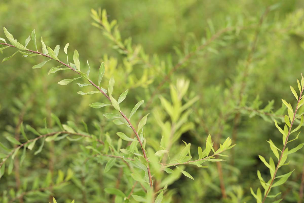 Spiraea cinerea 'Grefsheim' haagplant blad