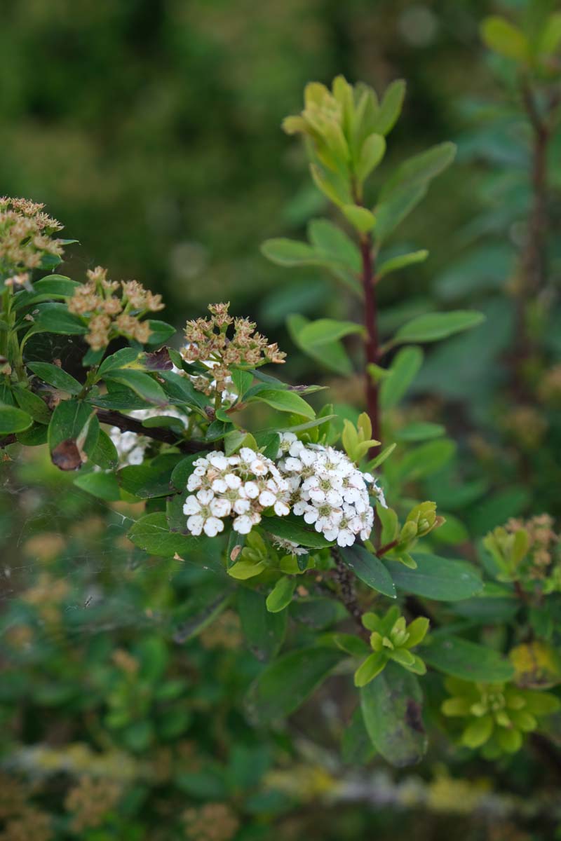 Spiraea nipponica 'Snowmound' haagplant bloem