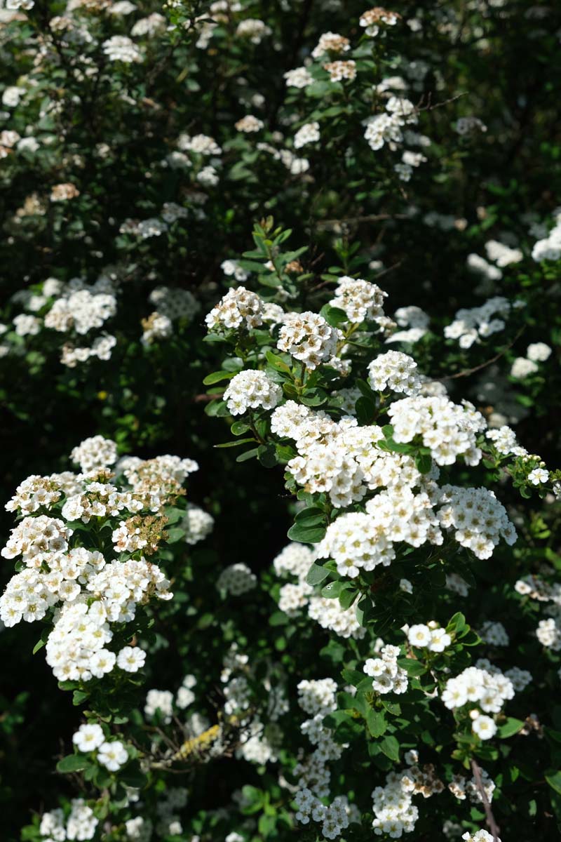 Spiraea nipponica 'Snowmound' haagplant bloesem