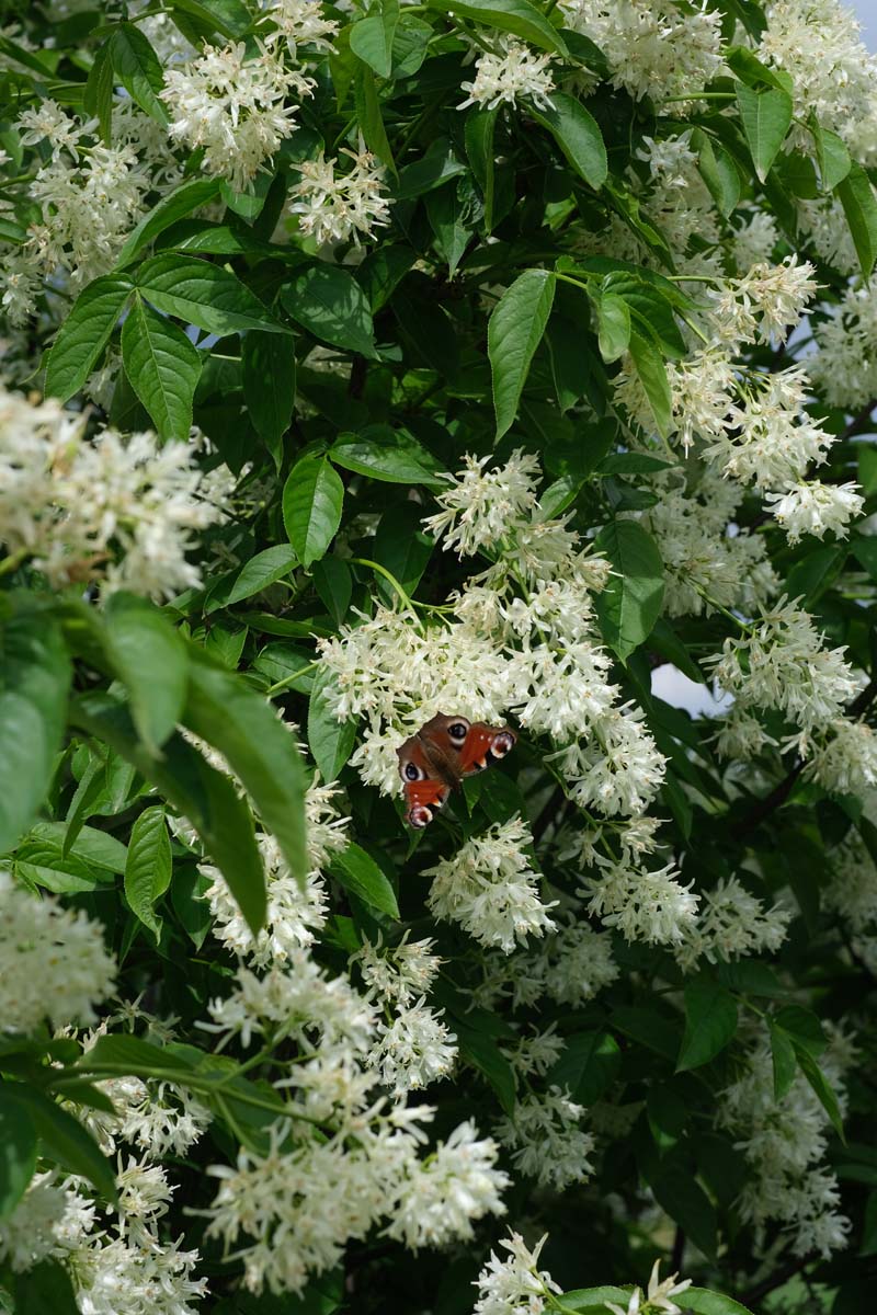 Staphylea colchica haagplant biodiversiteit
