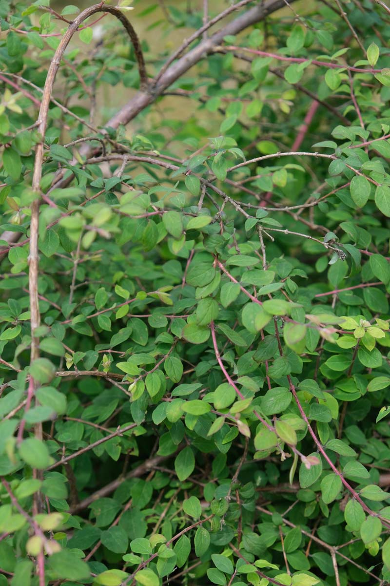 Symphoricarpos chenaultii 'Hancock' Tuinplanten blad