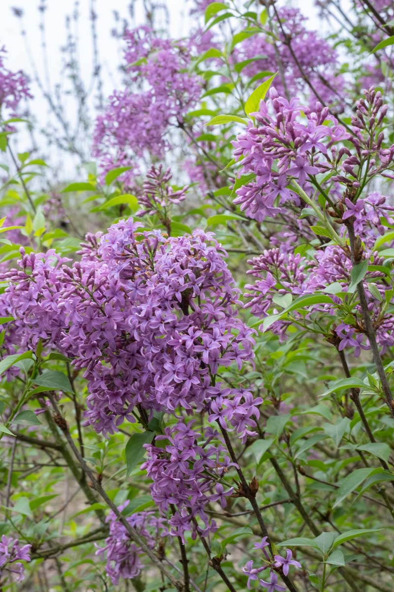 Syringa chinensis 'Saugeana' meerstammig / struik bloem