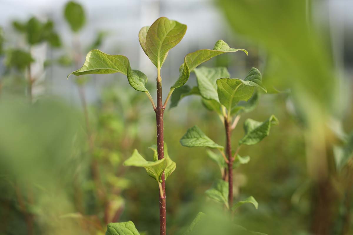 Syringa josikaea Tuinplanten blad