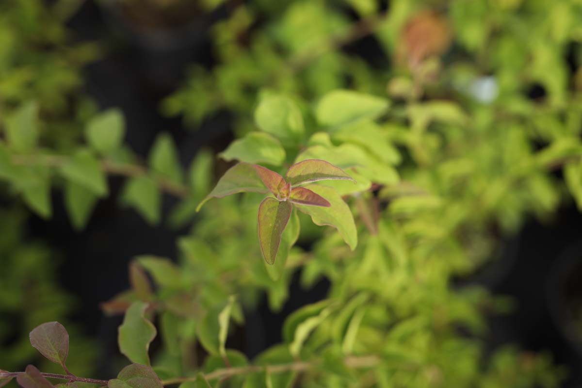Syringa microphylla 'Superba' meerstammig / struik blad