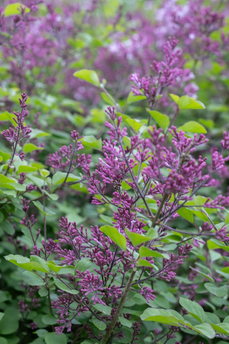Syringa 'Red Pixie' Tuinplanten bloesem
