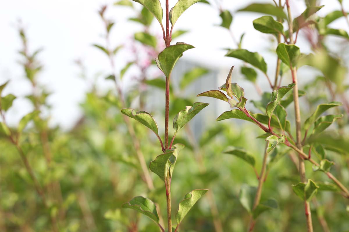 Syringa 'Red Pixie' Tuinplanten blad