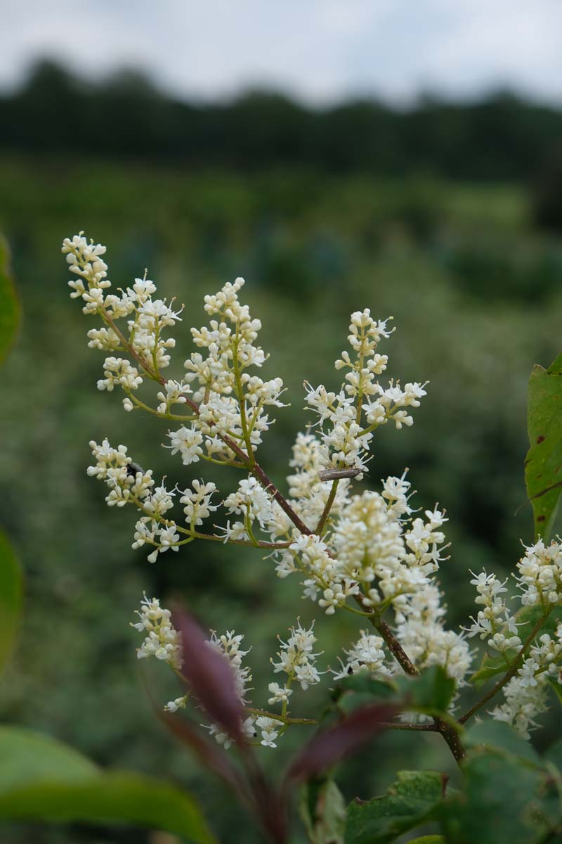 Syringa reticulata Tuinplanten bloem