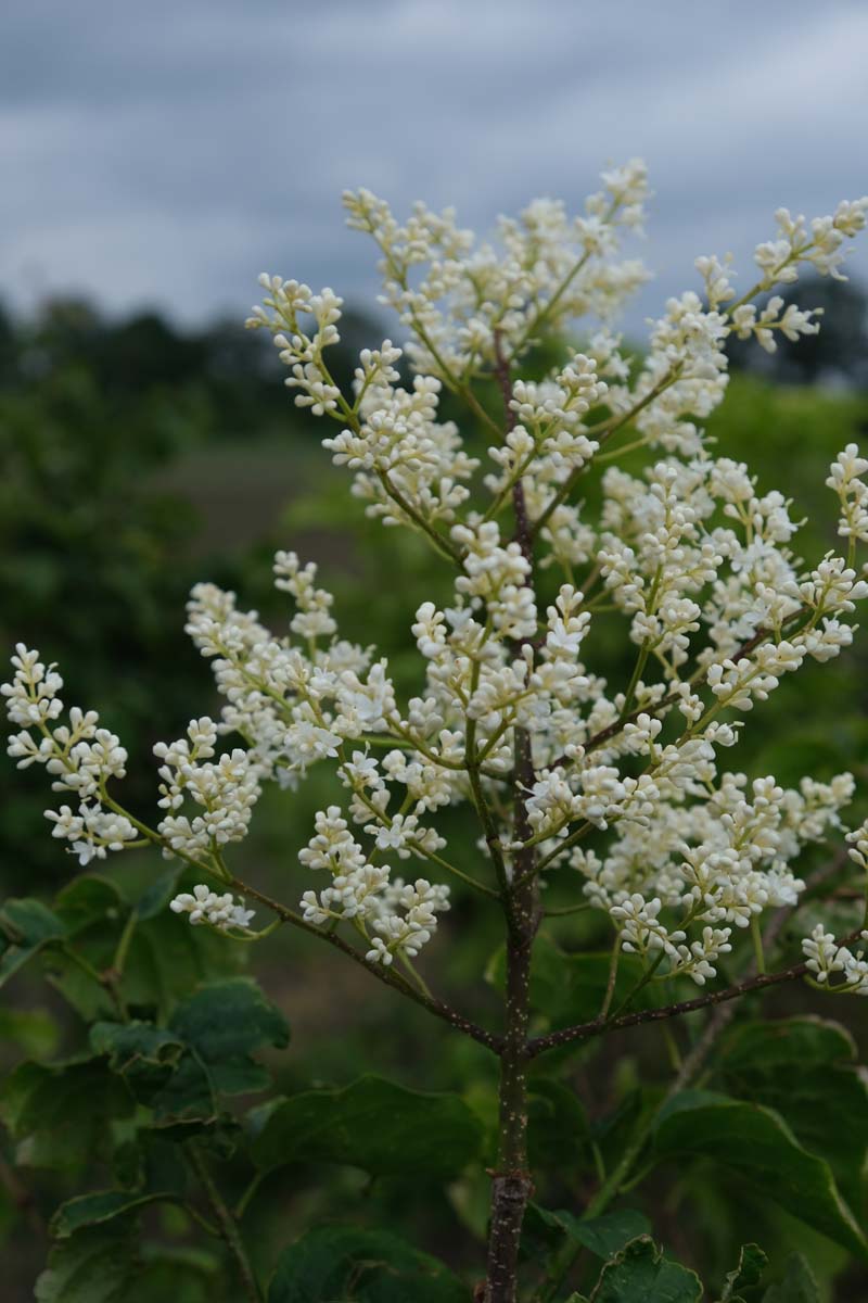 Syringa reticulata op stam bloesem