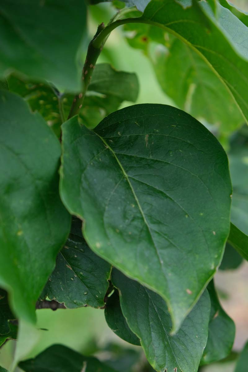 Syringa reticulata 'Ivory Silk' op stam blad