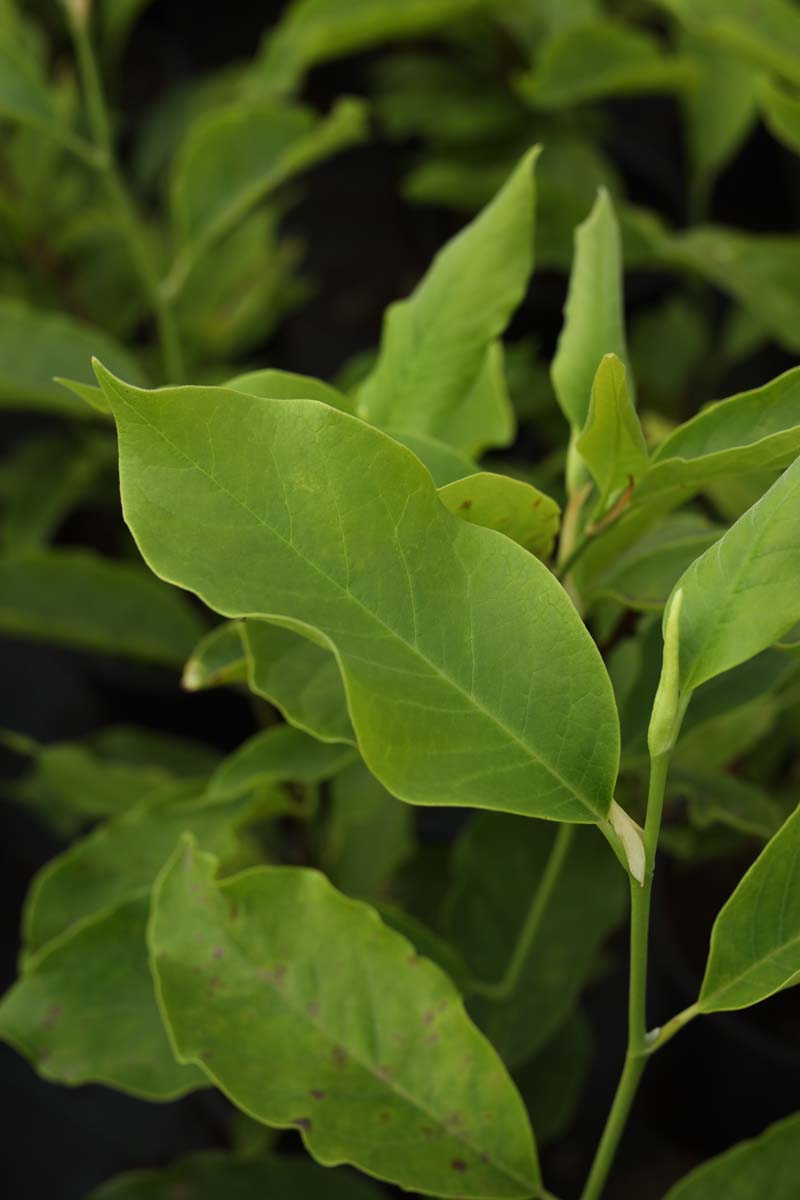 Syringa vulgaris 'Maréchal Foch' meerstammig / struik blad