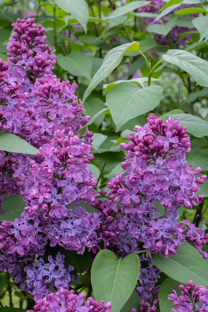 Syringa vulgaris 'Ruhm von Horstenstein' Tuinplanten bloem
