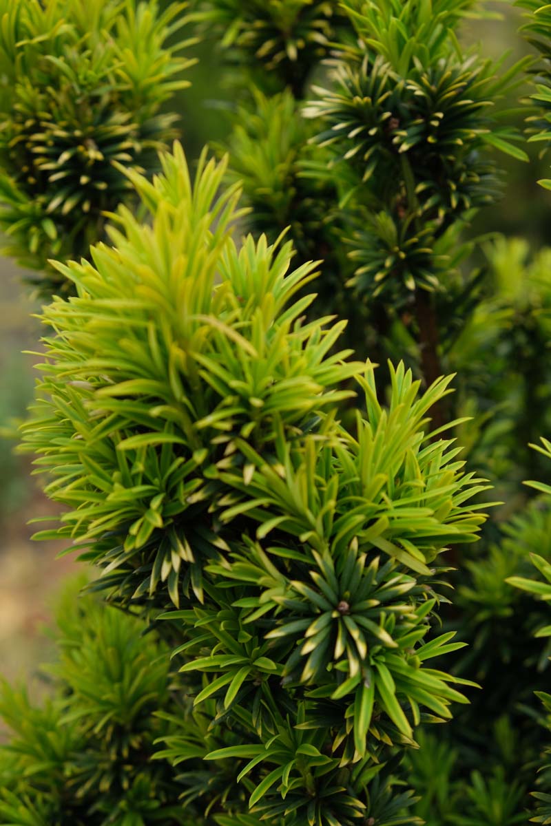 Taxus baccata 'Fastigiata Aurea' haagplant naald