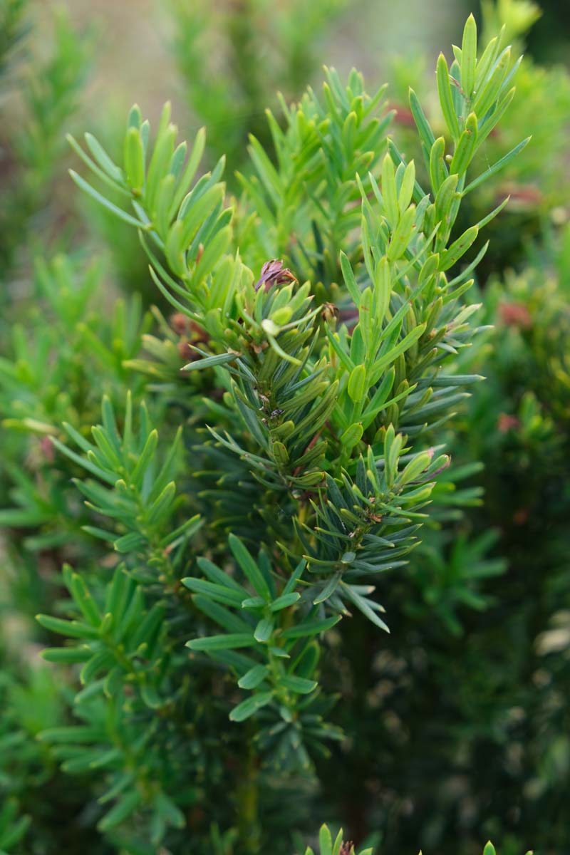 Taxus media 'Hillii' meerstammig / struik naald