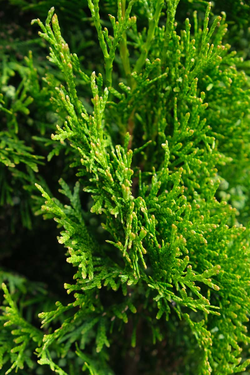 Thuja occidentalis 'Smaragd' op stam twijg