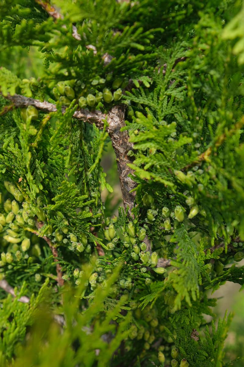 Thuja occidentalis 'Brabant' op stam kegel