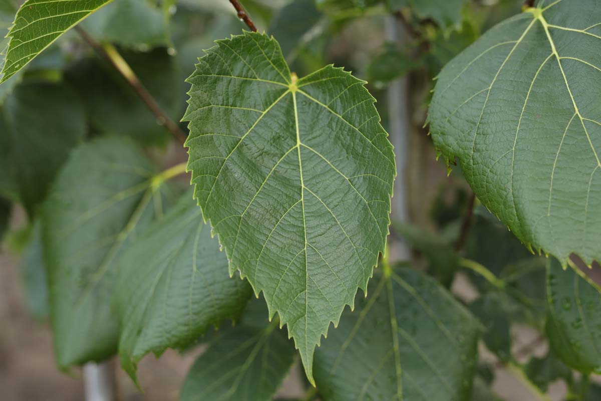 Tilia americana 'American Sentry' op stam blad