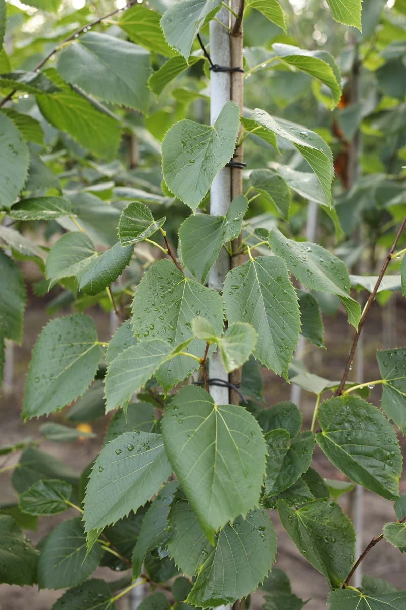Tilia americana 'American Sentry' op stam stam