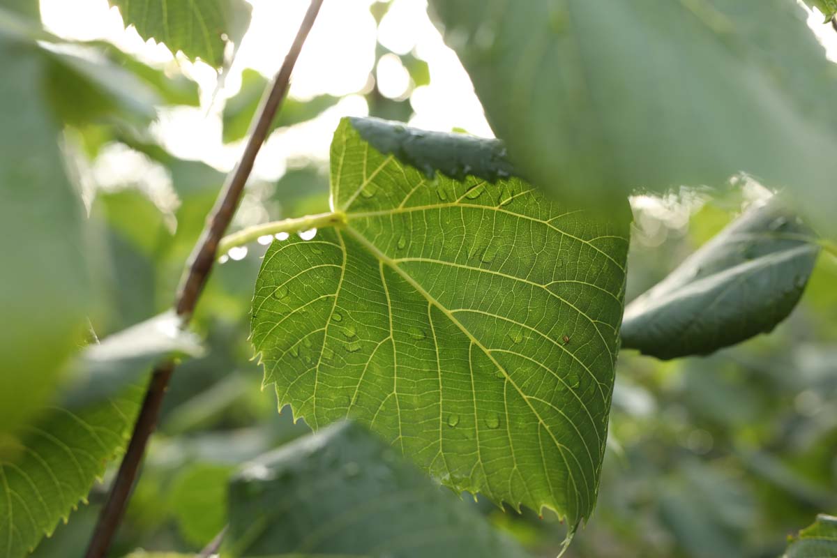 Tilia americana 'American Sentry' op stam blad