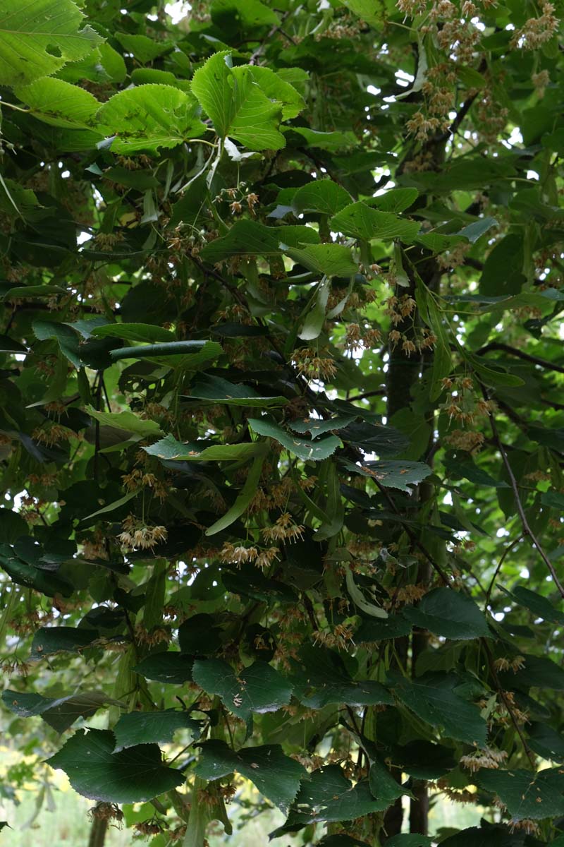 Tilia americana 'Moltkei' op stam blad