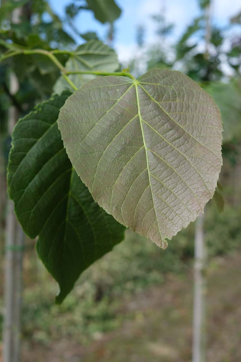 Tilia americana 'Neglect' op stam blad
