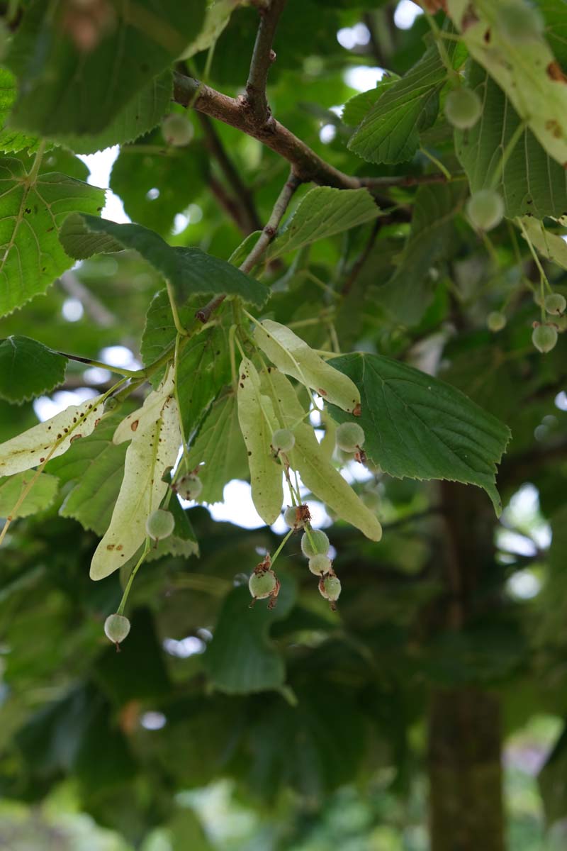Tilia americana 'Nova' op stam zaaddoos
