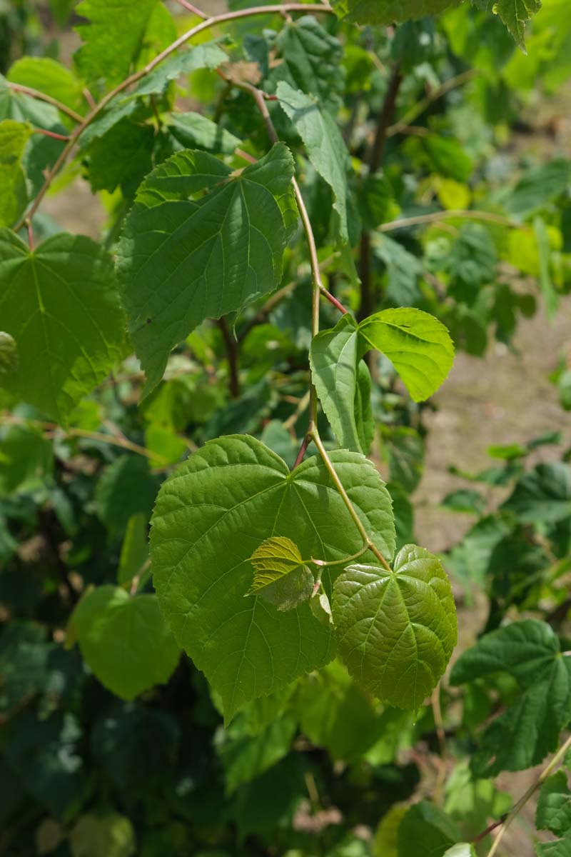 Tilia cordata dakboom blad