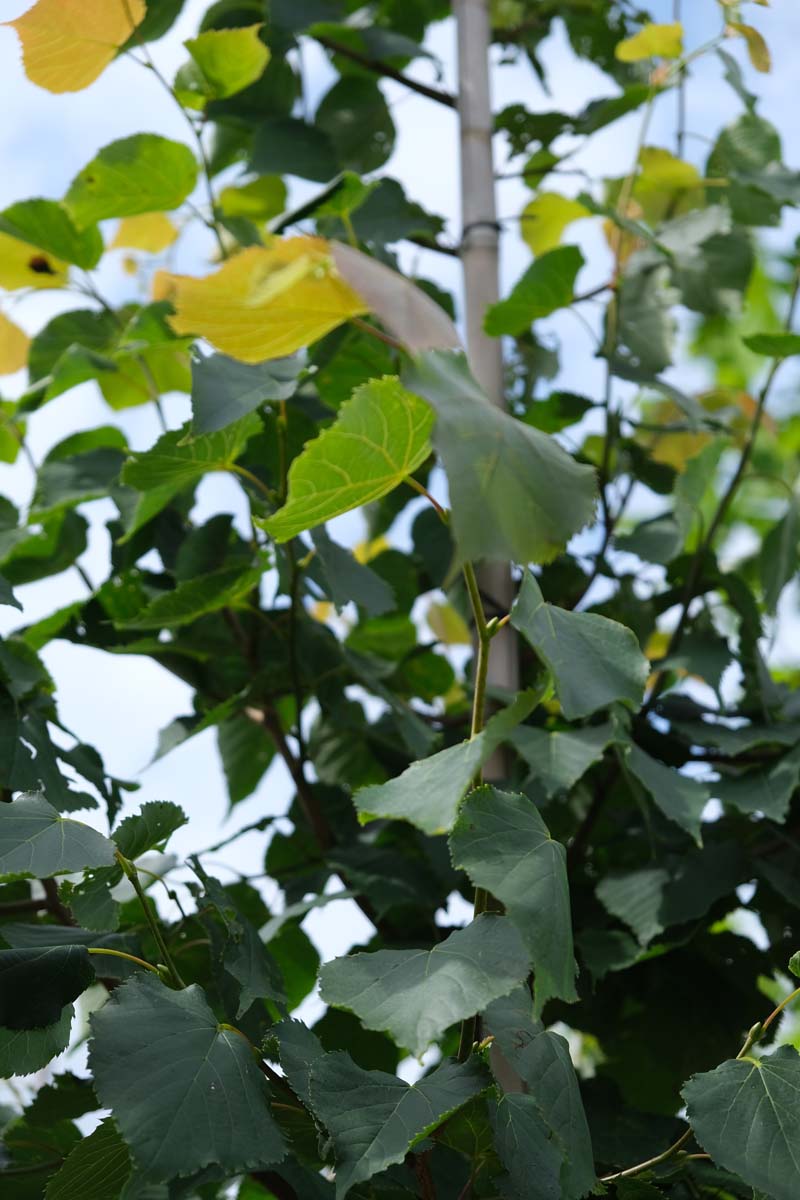 Tilia cordata 'Greenspire' op stam twijg