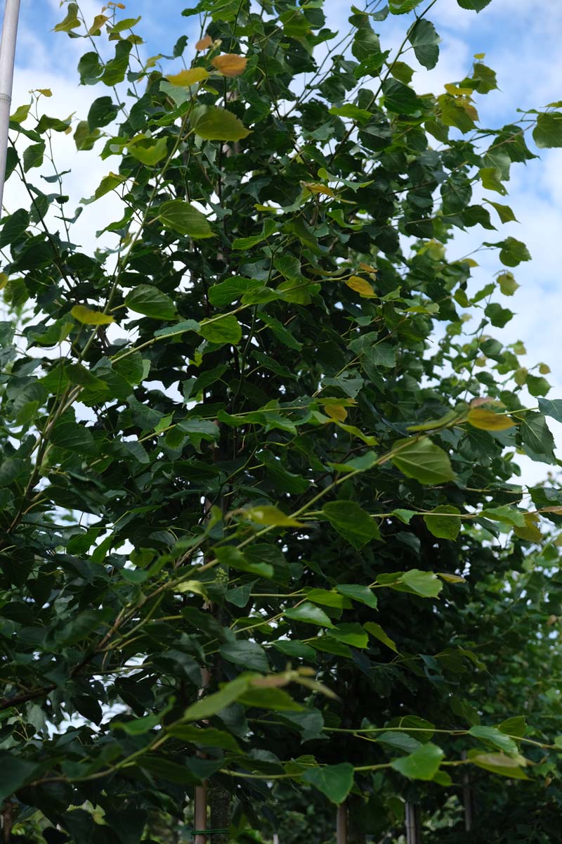 Tilia cordata 'Böhlje' leiboom blad