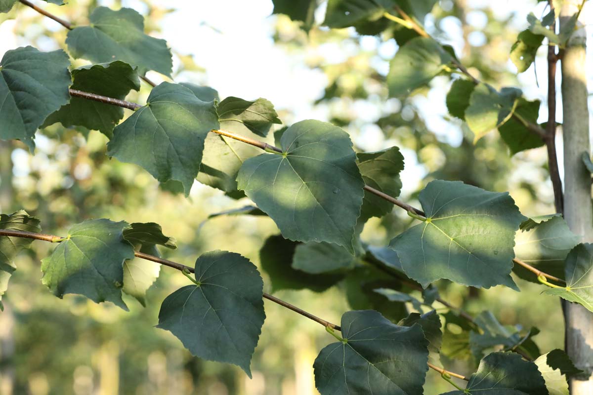 Tilia europaea 'Zwarte Linde' op stam blad