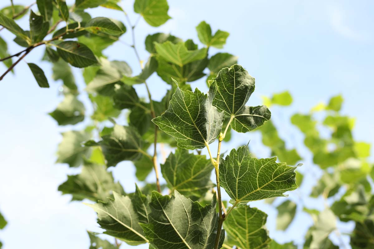 Tilia mongolica 'Buda' dakboom blad
