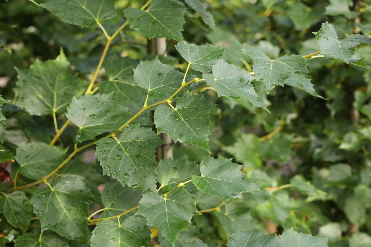 Tilia mongolica 'Buda' dakboom blad