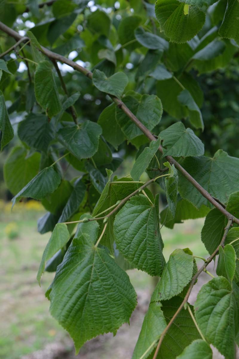 Tilia platyphyllos Tuinplanten blad