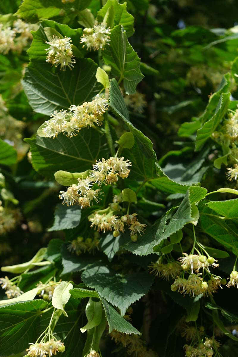 Tilia platyphyllos 'Rubra' op stam bloem