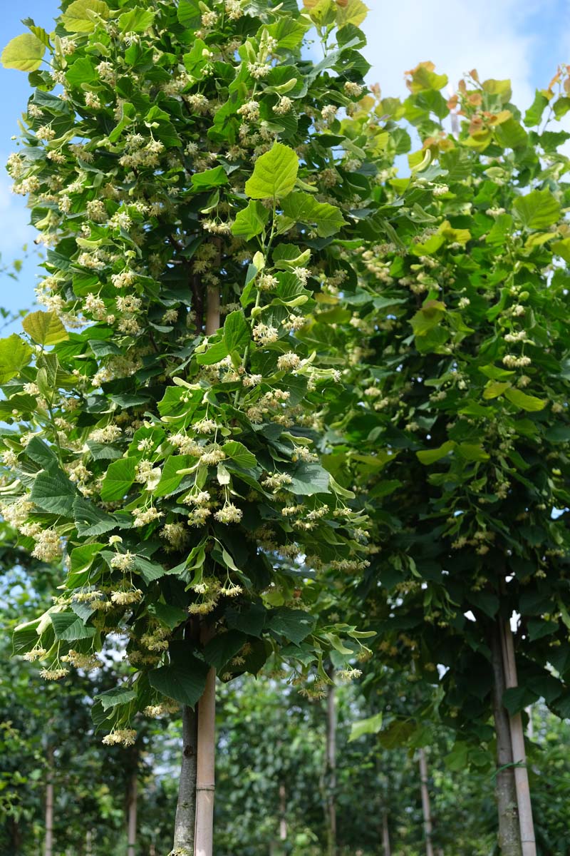 Tilia platyphyllos 'Rubra' leiboom bloesem