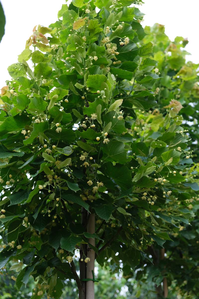 Tilia platyphyllos 'Zelzate' meerstammig / struik bloesem